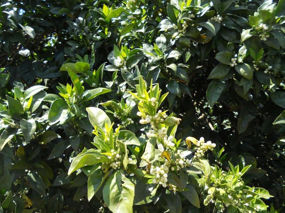 Tenuta